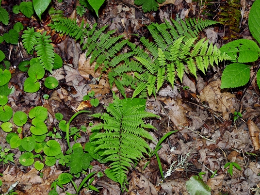 {Athyrium asplenioides}